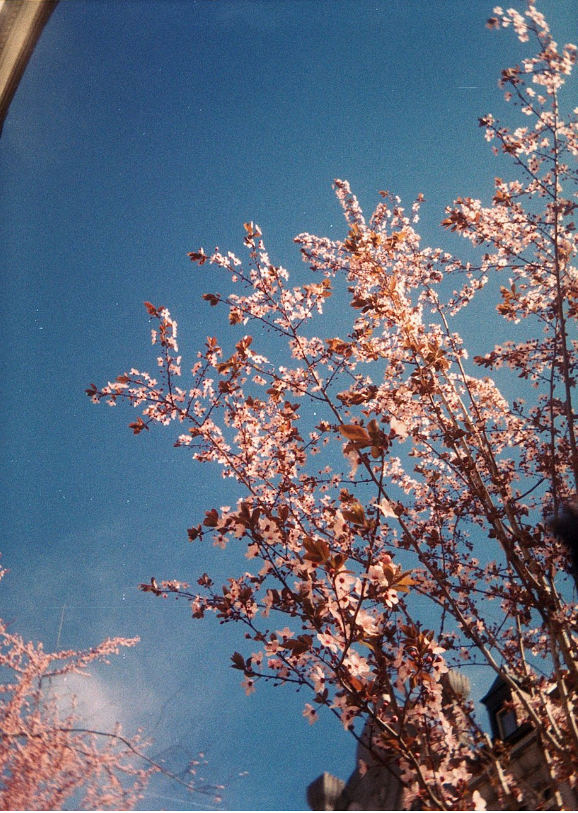 Kodak Gold 200 36 Exp